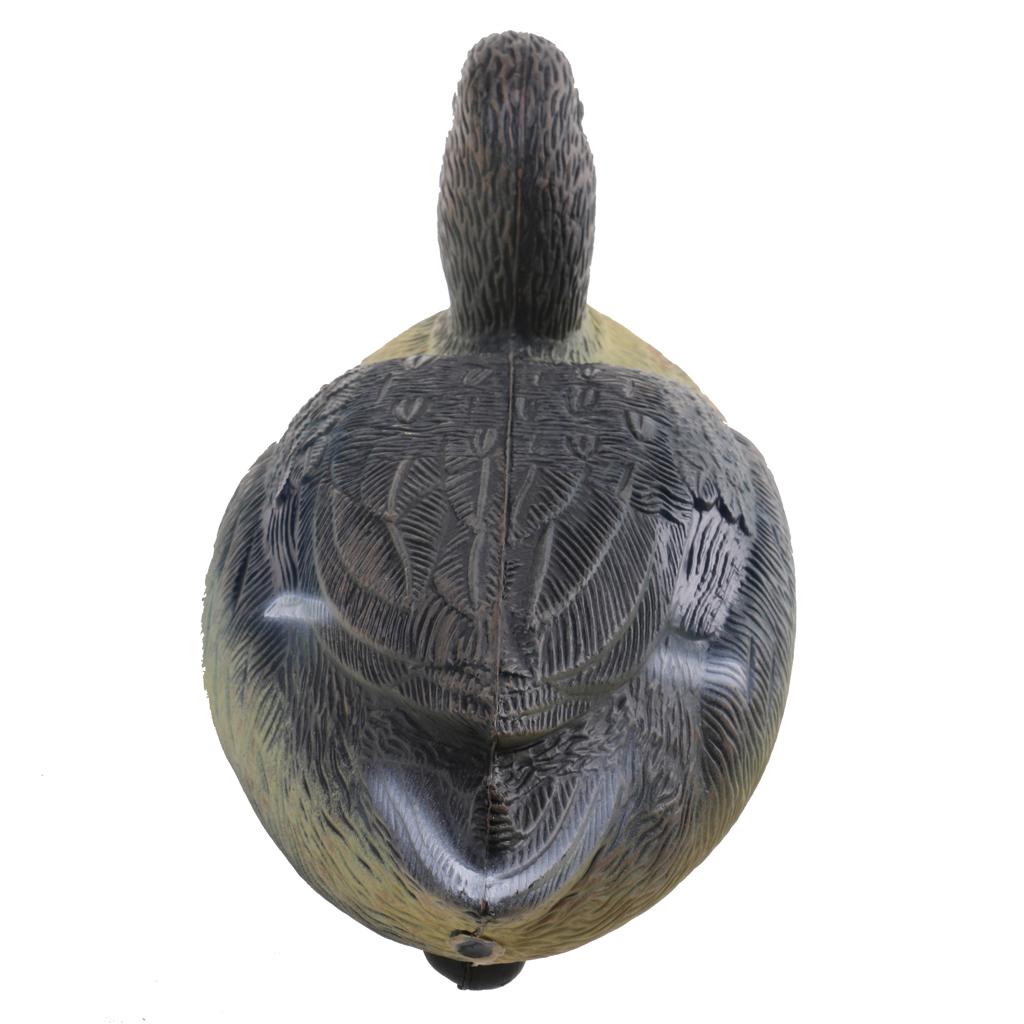 مجسم بطة بلاستيكي متين، إكسسوا - مراجعة Decoy Duck Plastic وسعره