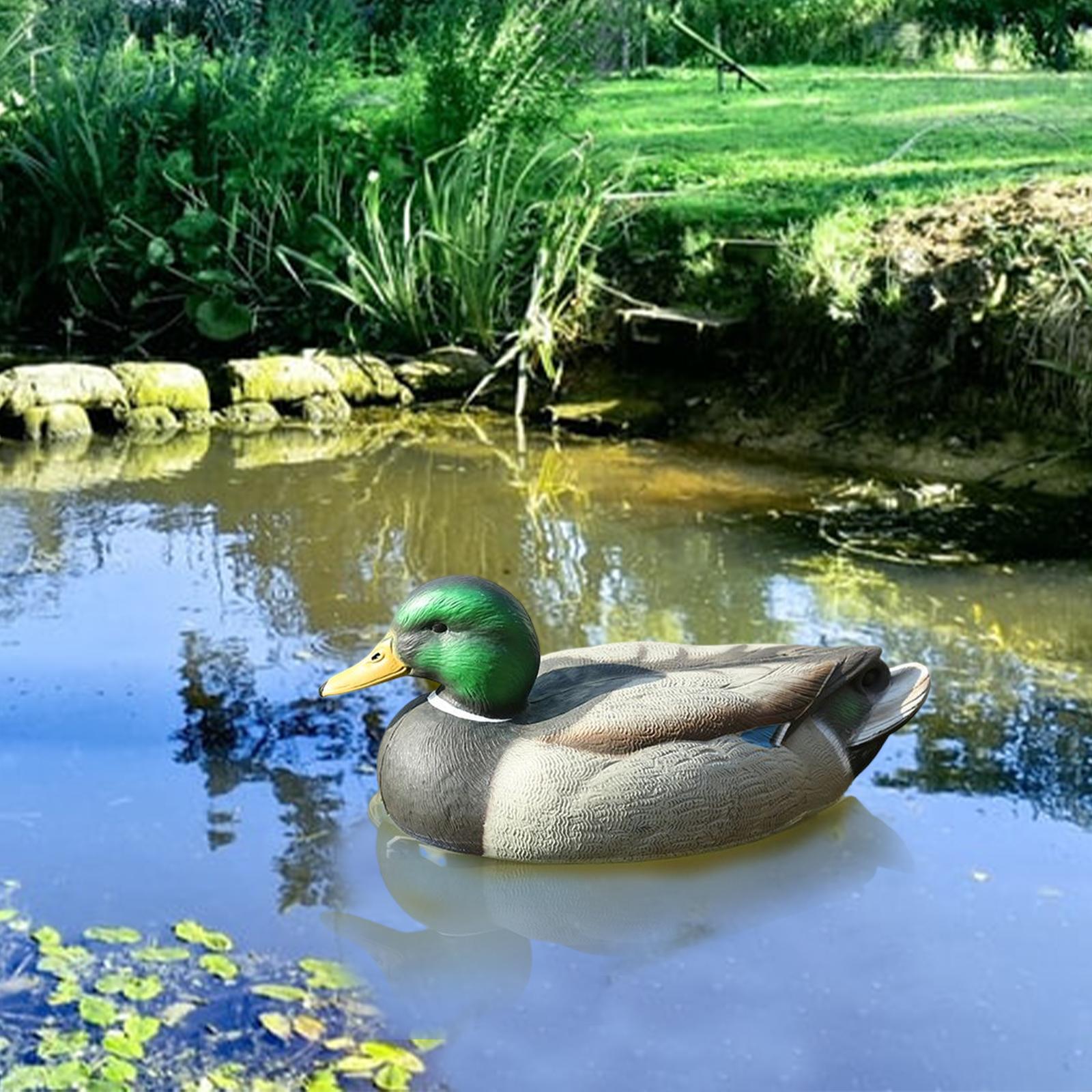 طُعم صيد بلاستيكي على شكل بطة  - مراجعة Decoy Duck Plastic وسعره